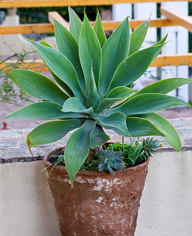 SICILY__ITALY_CASA_CUSENI_IN_TAORMINA__TERRACOTTA_CONTAINER_PLANTED_WITH_AGAVE_ATTENUATA__GREY__GREE