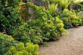ARUNDEL CASTLE GARDENS, WEST SUSSEX: THE WALLED GARDENS: THE STUMPERY - EUPHORBIAS ALONG THE WALL