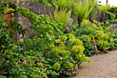 ARUNDEL CASTLE GARDENS, WEST SUSSEX: THE WALLED GARDENS: THE STUMPERY - EUPHORBIAS ALONG THE WALL