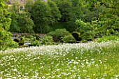 ROCKCLIFFE HOUSE  GLOUCESTERSHIRE: THE MEADOW WITH OXE-EYE DAISIES