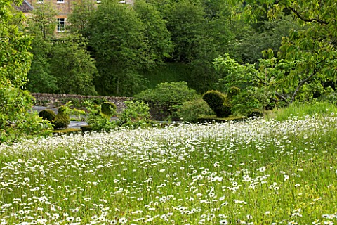 ROCKCLIFFE_HOUSE__GLOUCESTERSHIRE_THE_MEADOW_WITH_OXEEYE_DAISIES
