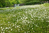 ROCKCLIFFE HOUSE  GLOUCESTERSHIRE: THE MEADOW WITH OXE-EYE DAISIES