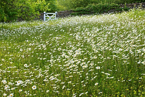 ROCKCLIFFE_HOUSE__GLOUCESTERSHIRE_THE_MEADOW_WITH_OXEEYE_DAISIES