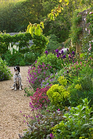 ROCKCLIFFE_HOUSE__GLOUCESTERSHIRE_THE_WALLED_VEGETABLE_KITCHEN_GARDEN_WITH_DOG_AND_BORDER_OF_IRISES_