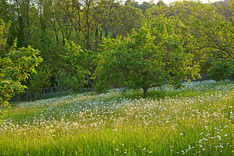 ROCKCLIFFE_HOUSE__GLOUCESTERSHIRE_MEADOW_WITH_OXE__EYE_DAISIES