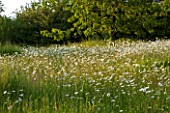 ROCKCLIFFE HOUSE  GLOUCESTERSHIRE: MEADOW WITH OXE - EYE DAISIES