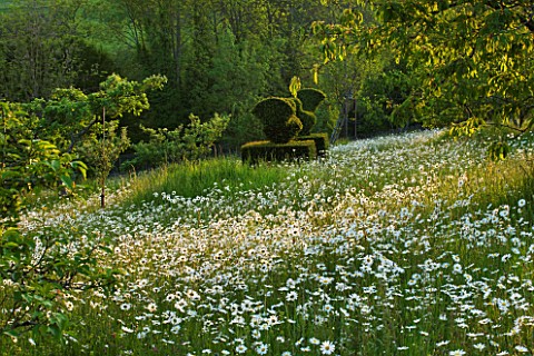 ROCKCLIFFE_HOUSE__GLOUCESTERSHIRE_MEADOW_WITH_OXE__EYE_DAISIES_AND_TOPIARY_BIRDS