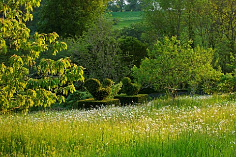 ROCKCLIFFE_HOUSE__GLOUCESTERSHIRE_MEADOW_WITH_OXE__EYE_DAISIES