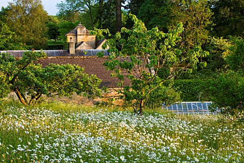 ROCKCLIFFE_HOUSE__GLOUCESTERSHIRE_MEADOW_WITH_OXE__EYE_DAISIES_AND_HOUSE_BEYOND