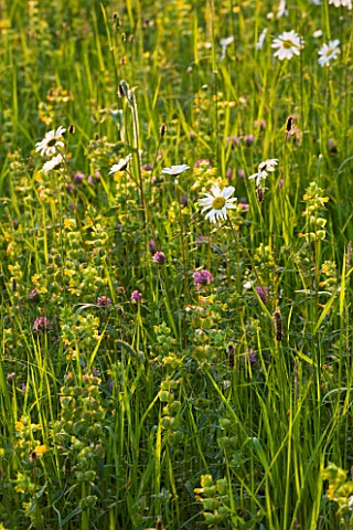 ROCKCLIFFE_HOUSE_GLOUCESTERSHIRE_MEADOW_WITH_OXE_EYE_DAISIES__LEUCANTHEMUM_VULGARE__WILDFLOWER_WILD_