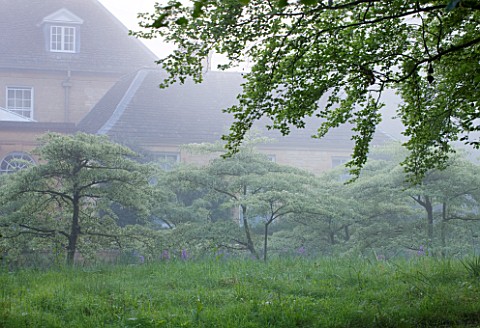 ROCKCLIFFE_HOUSE_GLOUCESTERSHIRE_MISTY_MORNING_WITH_THE_HOUSE_AND_AVENUE_OF_CORNUS_CONTROVERSA_VARIE