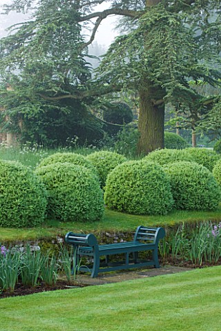 ROCKCLIFFE_HOUSE_GLOUCESTERSHIRE_LAWN_AND_WOODEN_SEAT__BENCH_WITH_CLIPPED_TOPIARY_BALLS_AND_CEDAR_OF