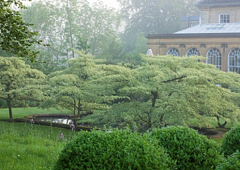 ROCKCLIFFE_HOUSE_GLOUCESTERSHIRE_HOUSE_AND_AVENUE_OF_CORNUS_CONTROVERSA_VARIEGATA__GREEN_COUNTRY_GAR