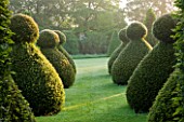 ROCKCLIFFE HOUSE, GLOUCESTERSHIRE: GRASS PATH / LAWN WITH CHESS PAWN CLIPPED YEW TOPIARY - GREEN, SUMMER, COUNTRY GARDEN, MORNING LIGHT