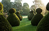 ROCKCLIFFE HOUSE, GLOUCESTERSHIRE: GRASS PATH / LAWN WITH CHESS PAWN CLIPPED YEW TOPIARY - GREEN, SUMMER, COUNTRY GARDEN, MORNING LIGHT