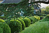 ROCKCLIFFE HOUSE, GLOUCESTERSHIRE: ROW OF CLIPPED TOPIARY BALLS AND CEDAR OF LEBANON TREE - GREEN, COUNTRY GARDEN, SUMMER, MIST, FOG, ROMANTIC