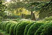 ROCKCLIFFE HOUSE, GLOUCESTERSHIRE: ROW OF CLIPPED TOPIARY BALLS AND CEDAR OF LEBANON TREE - GREEN, COUNTRY GARDEN, SUMMER, MIST, FOG, ROMANTIC