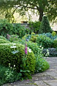 ROCKCLIFFE HOUSE, GLOUCESTERSHIRE: TERRACE WITH CLIPPED TOPIARY BALLS, ALCHEMILLA MOLLIS AND FOXGLOVES - GREEN, SUMMER, COUNTRY GARDEN