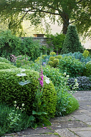 ROCKCLIFFE_HOUSE_GLOUCESTERSHIRE_TERRACE_WITH_CLIPPED_TOPIARY_BALLS_ALCHEMILLA_MOLLIS_AND_FOXGLOVES_