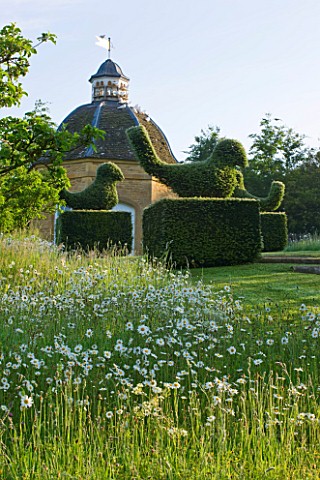 ROCKCLIFFE_HOUSE_GLOUCESTERSHIRE_WILDFLOWER_MEADOW_WITH_OXE_EYE_DAISIES__LEUCANTHEMUM_VULGARE__CLIPP