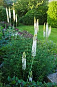 BROCKHAMPTON COTTAGE, HEREFORDSHIRE: BORDER BY LAWN WITH CRIMSON ASTRANTIA AND WANDS OF WHITE EREMURUS JOANNA - COUNTRY GARDEN, HERBACEOUS, CLASSIC, SUMMER, JUNE
