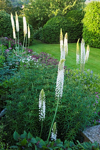 BROCKHAMPTON_COTTAGE_HEREFORDSHIRE_BORDER_BY_LAWN_WITH_CRIMSON_ASTRANTIA_AND_WANDS_OF_WHITE_EREMURUS