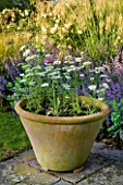BROCKHAMPTON COTTAGE, HEREFORDSHIRE: TERRACOTTA CONTAINER ON PATIO / TERRACE PLANTED WITH ORLAYA GRANDIFLORA - WHITE, FLOWERS