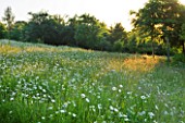 BROCKHAMPTON COTTAGE, HEREFORDSHIRE: WILDFLOWER MEADOW WITH VIEW OF COUNTRYSIDE - OXE EYE DAISIES - LEUCANTHEMUM VULGARE - FIELD, WILD FLOWERS, COUNTRY, COUNTRYSIDE, SUMMER, JUNE
