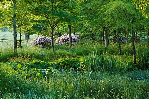 BROCKHAMPTON_COTTAGE_HEREFORDSHIRE_WOODLAND_PLANTING_BY_THE_STREAM_GREEN_COUNTRY_GARDEN_JUNE_SUMMER