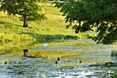 BROCKHAMPTON COTTAGE, HEREFORDSHIRE:  LAKE IN SUMMER WITH SWAN - BIRD, WILDLIFE, LAKE, POND, WATER, JUNE