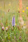 BROCKHAMPTON COTTAGE, HEREFORDSHIRE: CLOSE UP OF PINK FLOWER OF ORCHID - DACTYLORHIZA FUCHSII - COMMON SPOTTED ORCHID, WILDFLOWER, WILD, NATIVE, PLANT PORTRAIT