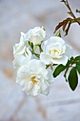 CORFU, GREECE - THE KASSIOPIA ESTATE: CLOSE UP OF ROSA ICEBERG. WHITE, FLOWER, PLANT PORTRAIT, PURITY