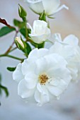 CORFU, GREECE - THE KASSIOPIA ESTATE: CLOSE UP OF ROSA ICEBERG. WHITE, FLOWER, PLANT PORTRAIT, PURITY