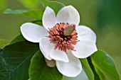 BIRTSMORTON COURT, WORCESTERSHIRE: CLOSE UP PLANT PORTRAIT OF WHITE FLOWER OF MAGNOLIA WATSONII - MAGNOLIA X WIESENERI. PLANT PORTRAIT. SHRUB, TREE, SCENT, SCENTED, FRAGRANT