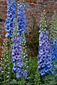 BIRTSMORTON COURT, WORCESTERSHIRE: THE WALLED GARDEN - BLUE FLOWERS OF DELPHINIUMS. PERENNIALS, SUMMER, JUNE