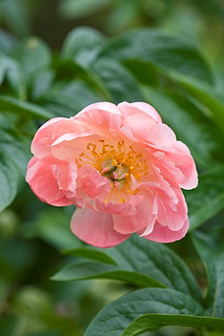 BIRTSMORTON_COURT_WORCESTERSHIRE_CLOSE_UP_OF_PINK_FLOWER_OF_A_PEONY