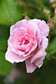BIRTSMORTON COURT, WORCESTERSHIRE: CLOSE UP OF PINK FLOWER OF A ROSE