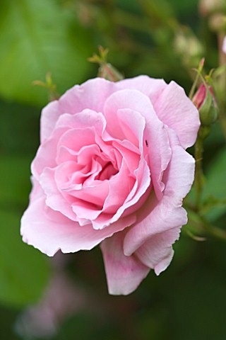 BIRTSMORTON_COURT_WORCESTERSHIRE_CLOSE_UP_OF_PINK_FLOWER_OF_A_ROSE