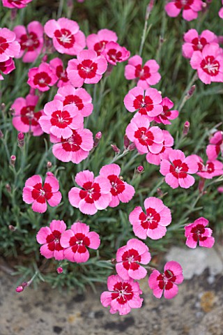 ROCKCLIFFE_GLOUCESTERSHIRE_CLOSE_UP_OF_PINK_FLOWERS_OF_CHEDDAR_PINKS__DIANTHUS_GRATIANOPOLITANUS__PE