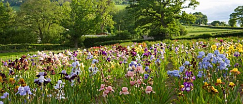 CLAIRE_AUSTIN_HARDY_PLANTS__POWYS___IRISES_IN_THE_NURSERY