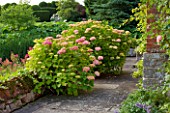 BIRTSMORTON COURT, WORCESTERSHIRE: TERRACE BESIDE THE HOUSE WITH WALL AND PINK HYDRANGEAS - SUMMER, JUNE, ENGLISH GARDEN, CLASSIC