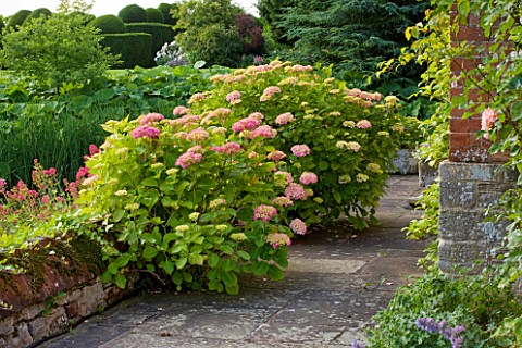 BIRTSMORTON_COURT_WORCESTERSHIRE_TERRACE_BESIDE_THE_HOUSE_WITH_WALL_AND_PINK_HYDRANGEAS__SUMMER_JUNE