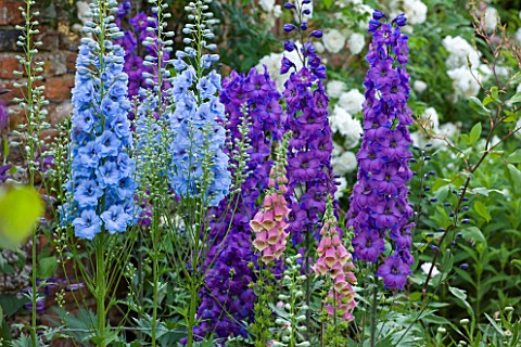 BIRTSMORTON_COURT_WORCESTERSHIRE_BLUE_AND_PURPLE_DELPHINIUM_WITH_PINK_FOXGLOVES__DIGITALIS__IN_THE_W