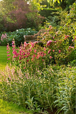 BIRTSMORTON_COURT_WORCESTERSHIRE_PINK_BORDER_BESIDE_LAWN_WITH_DIASCIAS_PENSTEMONS_AND_ROSES_ENGLISH_