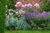 BIRTSMORTON COURT, WORCESTERSHIRE: HERBACEOUS BORDER IN THE WALLED GARDEN WITH PINK ROSES AND BLUE GERANIUMS. JUNE, SUMMER, PERENNIALS, FLOWERS, WALL, CLASSIC, ROMANTIC