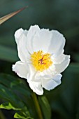 BIRTSMORTON COURT, WORCESTERSHIRE: CLOSE UP PLANT PORTRAIT OF THE FLOWER OF A WHITE PEONY - PAEONIA WHITE WINGS . PAEONIA, WHITE AND YELLOW. PEONIES, YELLOW CENTRED, PERENNIAL