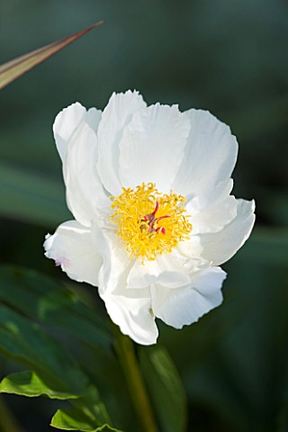 BIRTSMORTON_COURT_WORCESTERSHIRE_CLOSE_UP_PLANT_PORTRAIT_OF_THE_FLOWER_OF_A_WHITE_PEONY__PAEONIA_WHI