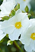 BIRTSMORTON COURT, WORCESTERSHIRE: CLOSE UP PLANT PORTRAIT OF WHITE FLOWER OF WHITE ROSE ROSA WICKWAR. WHITE, RAMBLER, SHRUB, SHRUBS, CLIMBER, CLIMBING, ROSES, PETALS