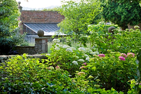BIRTSMORTON_COURT_WORCESTERSHIRE_BORDER_WITH_PINK_AND_WHITE_HYDRANGEAS_WITH_GREENHOUSE_IN_BACKGROUND