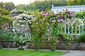 POULTON HOUSE GARDEN, WILTSHIRE: PATH AND LAWN WITH STEPPING STONES LEADING TO GREENHOUSE / GLASSHOUSE WITH CLIMBING ROSES - COUNTRY GARDEN, SUMMER